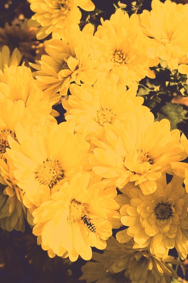 Оса на желтых герберах обои