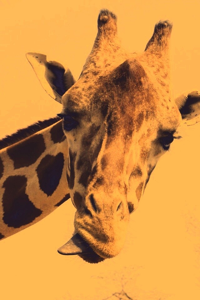 Жираф показывает язык обои