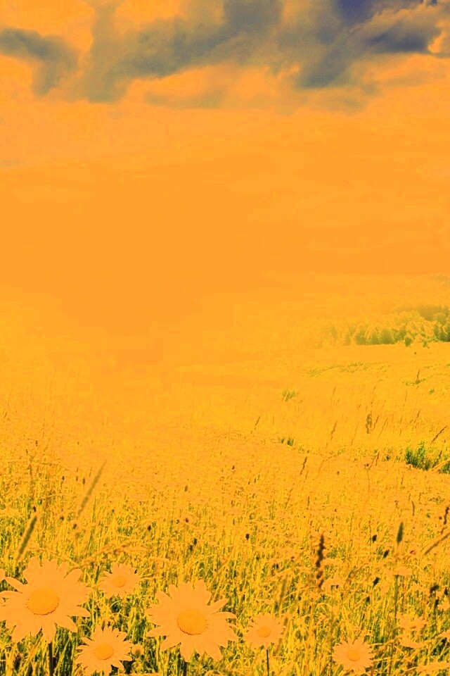 Летний восход обои