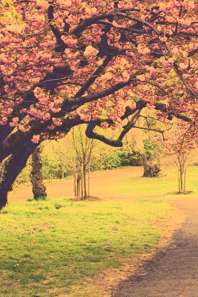 Дорожка между деревьями обои