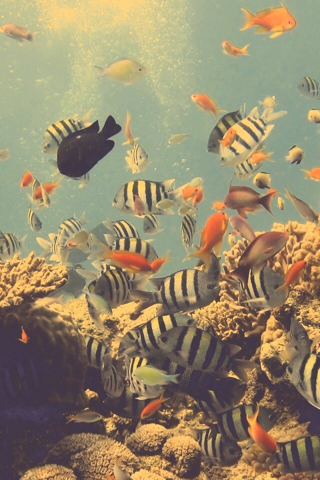 Жизнь в корраловом рифе обои