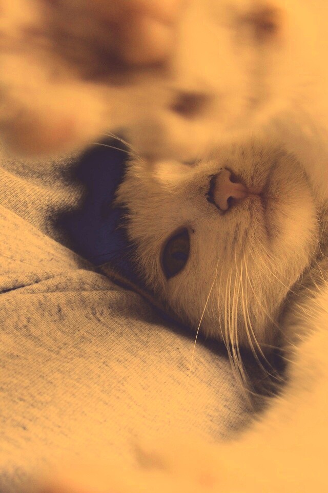 Кот фоткает сам себя обои