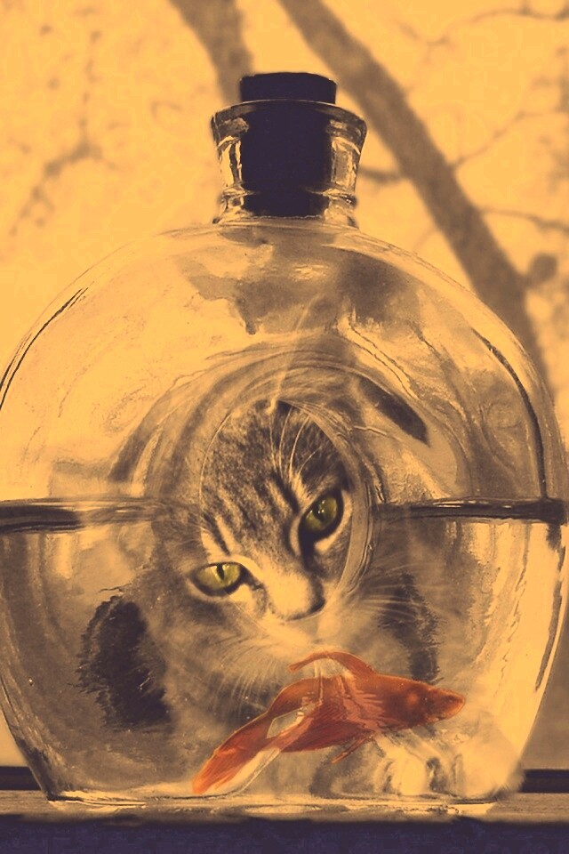 Кот наблюдает за рыбкой в бутылке обои