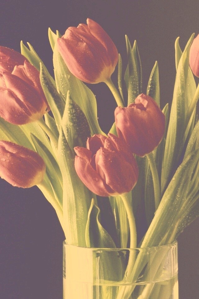 Букет тюльпанов обои