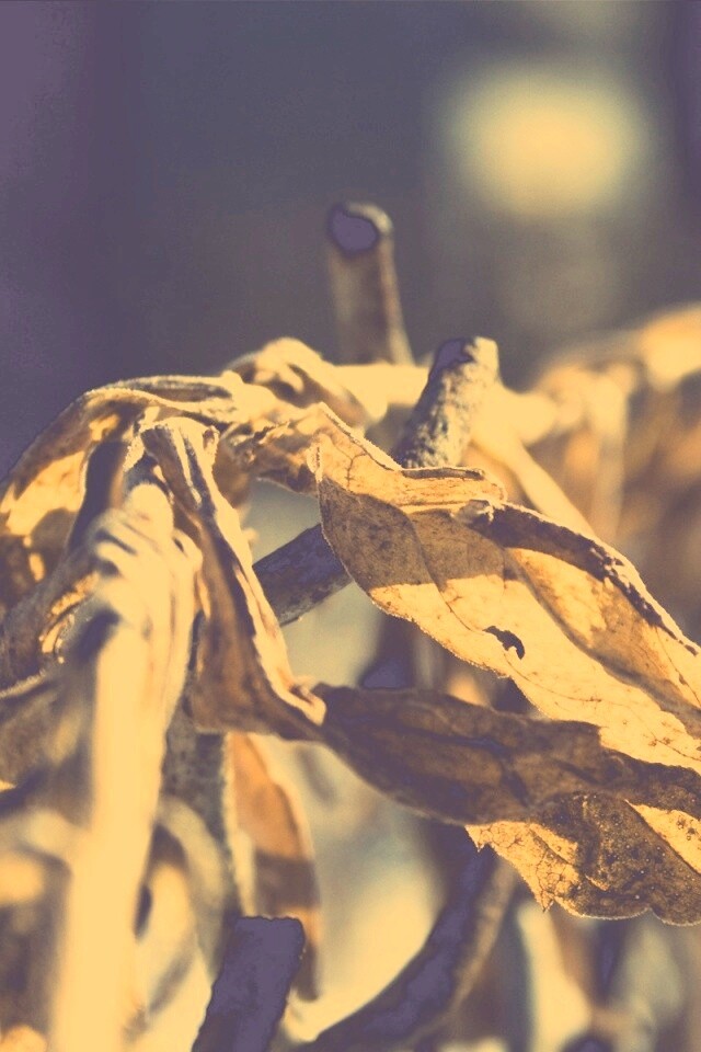 Сухие листья на железном заборе обои