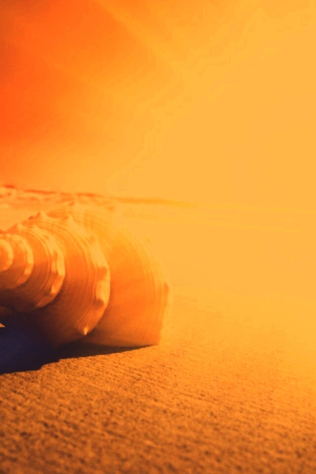 Золотистая ракушка обои