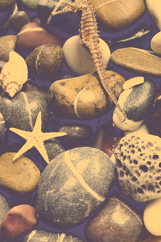 Морские камешки и фауна обои