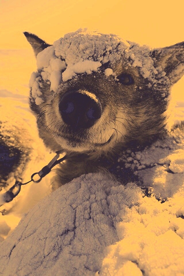 Собачка под снегом обои