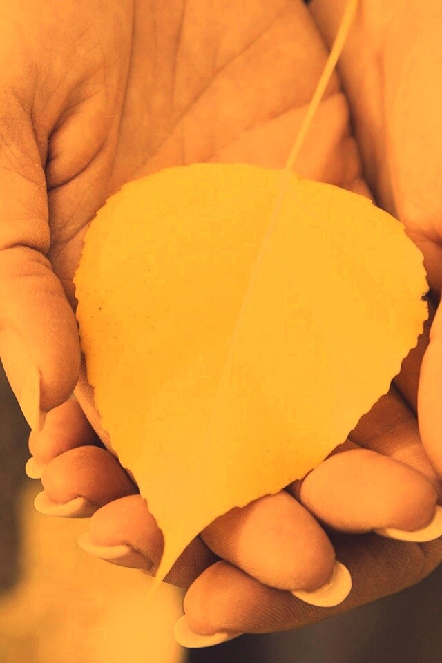 Осенний лист в руках обои