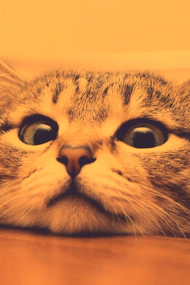 Любопытный котейка обои