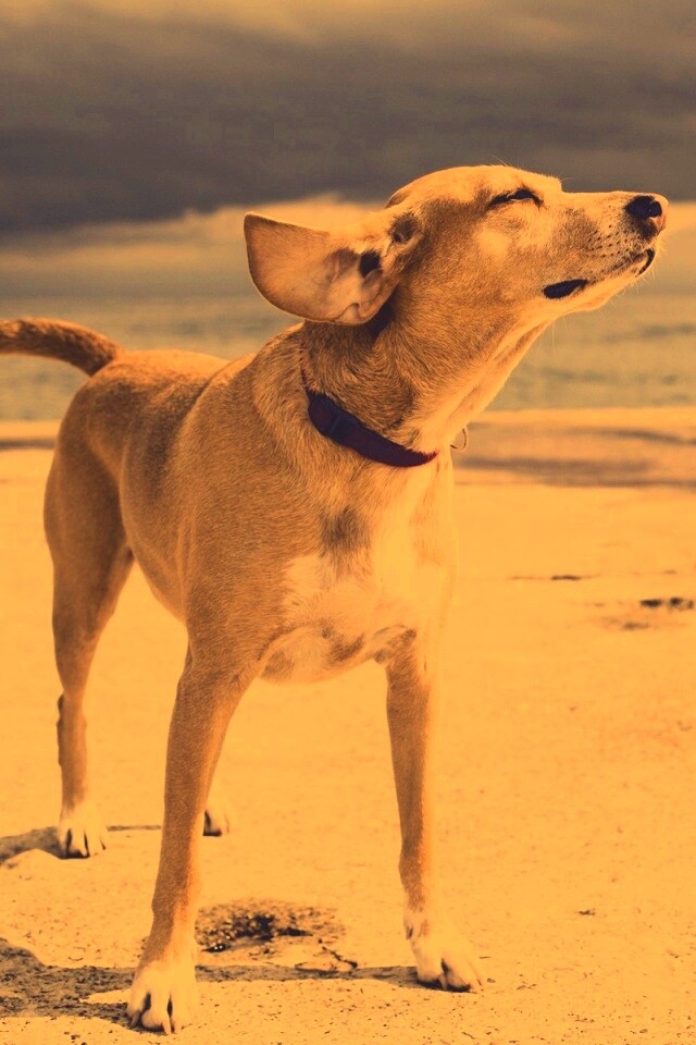 Собака на пирсе обои