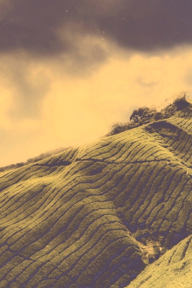 Чайные поля обои