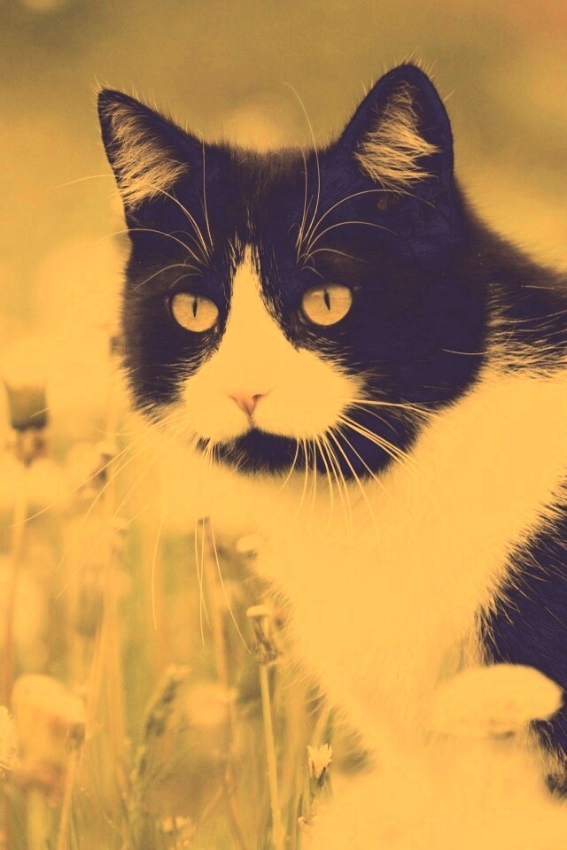 Кот в одуванчиках обои