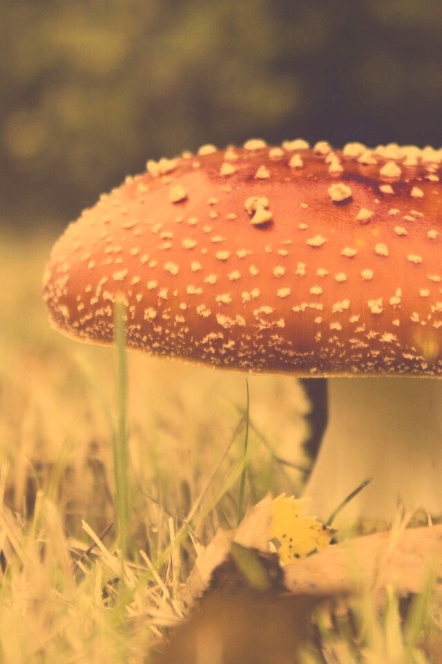 Мухомор обои