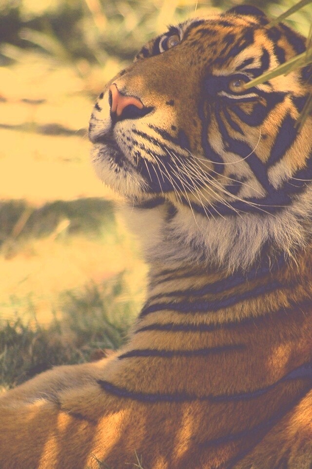 Отдыхающий в теньке хищник обои