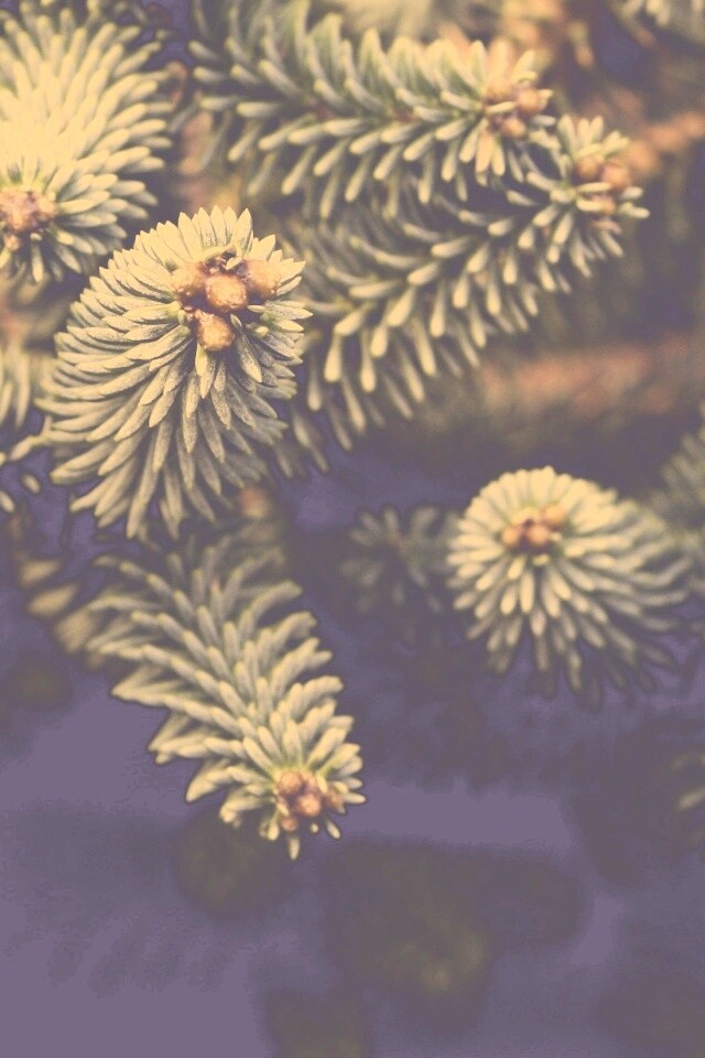 Хвойные иголки обои