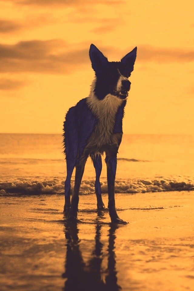 Собачка на пляже обои