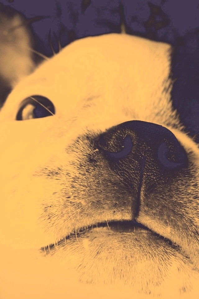 Бостонский терьер обои