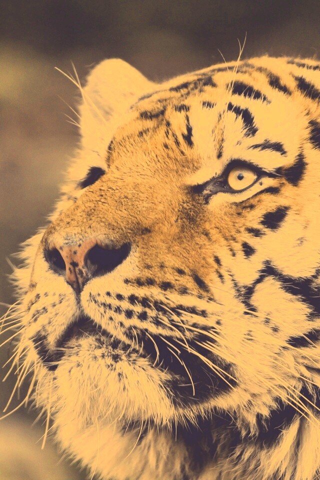 Амурский тигр обои