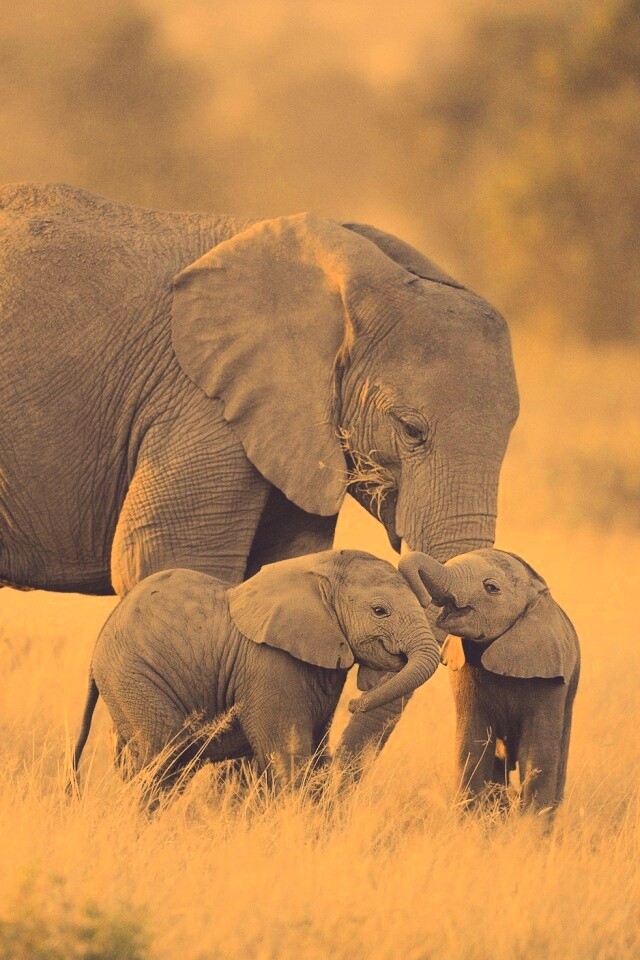 Слоны в национальном парке обои