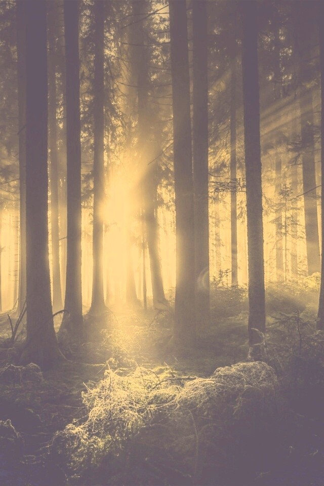 Свет пробивается сквозь стволы деревьев обои