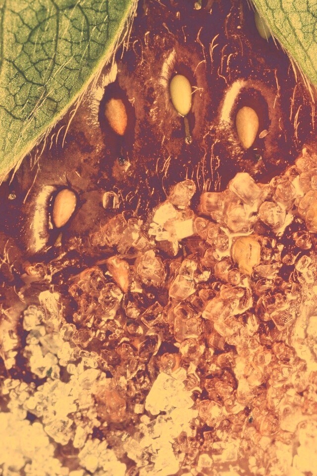 Клубника в сахаре обои