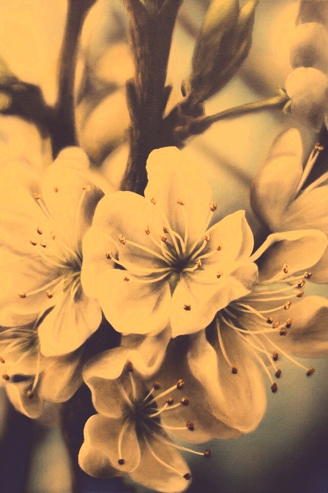 Яблоня в цвету картина обои