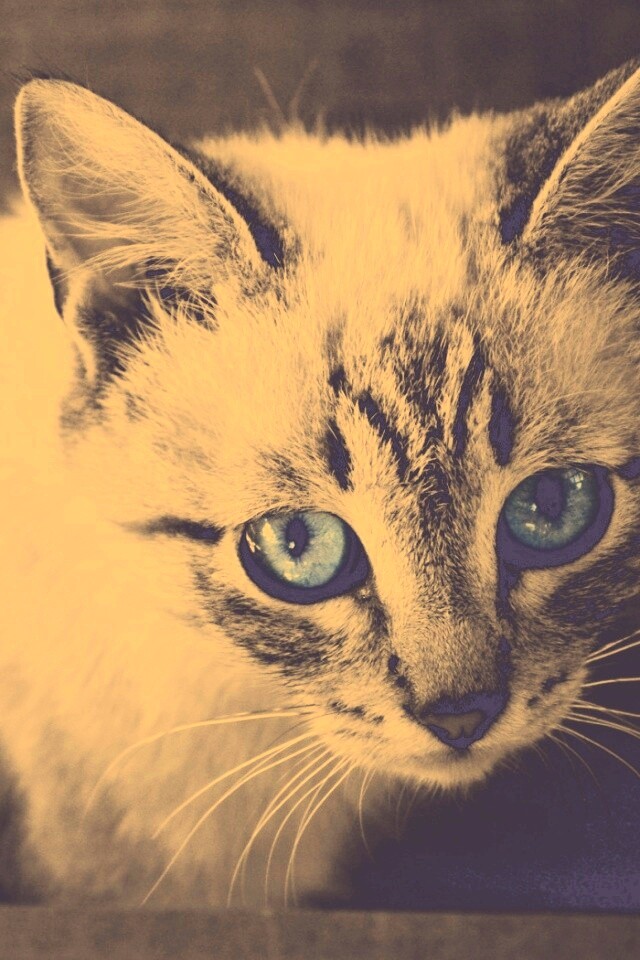 Котенок с синими глазами обои