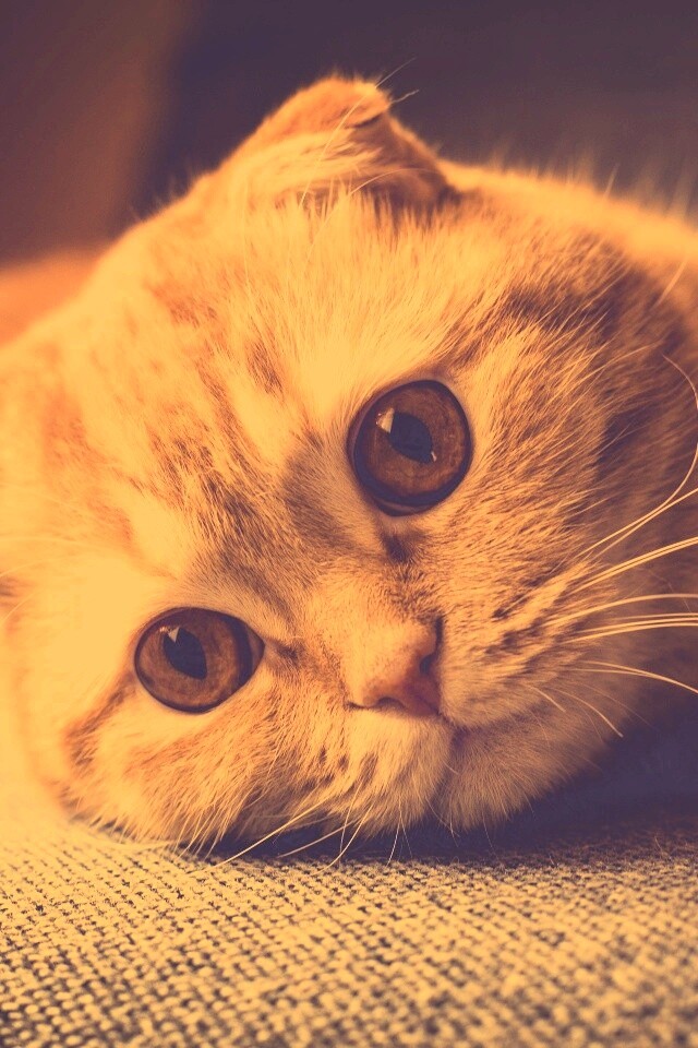 Скоттиш фолд рыжий обои