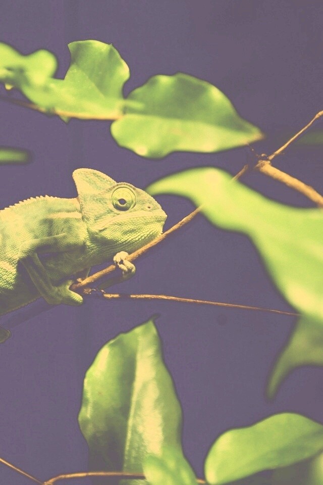 Хамелеон в листве обои