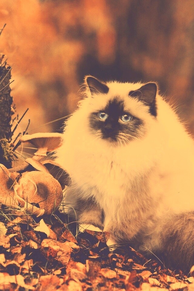 Пушистый кот среди пожелтевшей листвы обои
