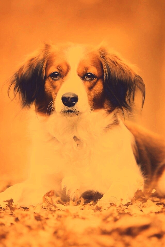 Собака на ковре из осенних листьев обои