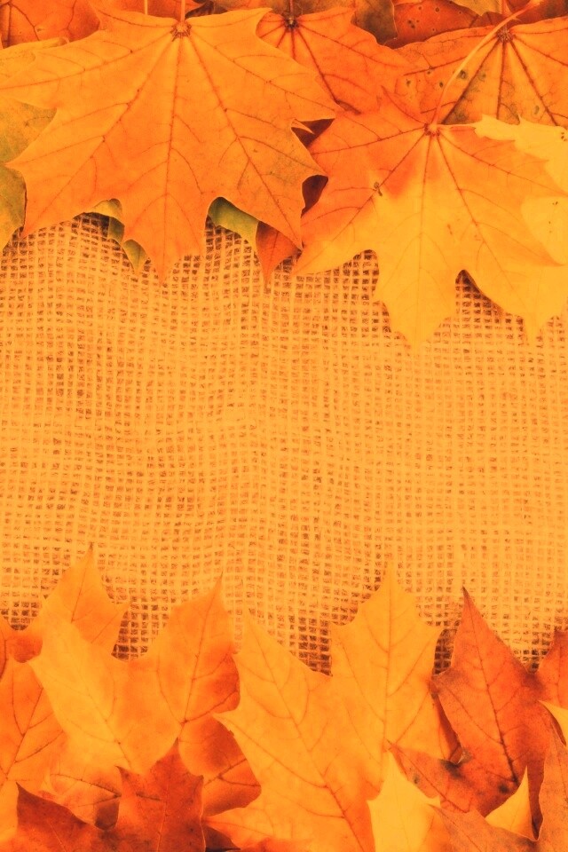 Желтые кленовые листья на холсте обои