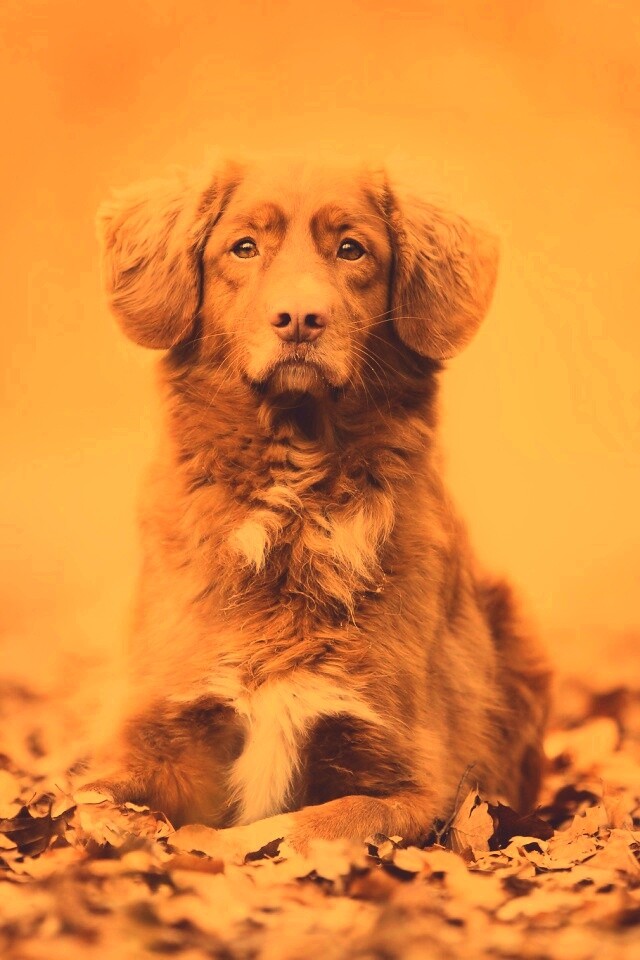 Осенний пес обои