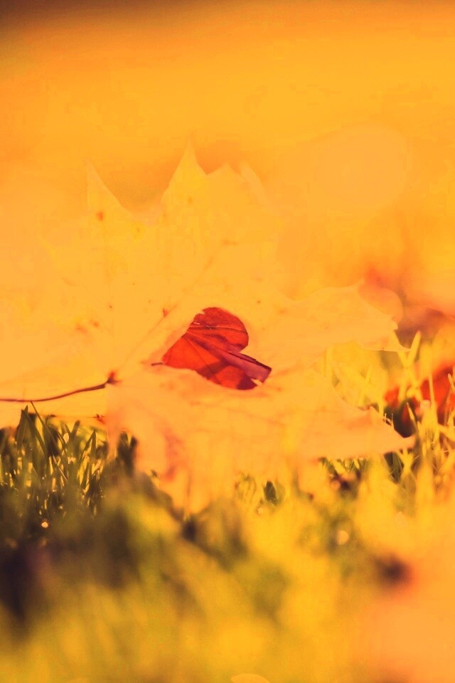 Листик в форме сердца обои