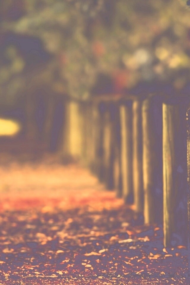 Аллея усеянная листвой обои