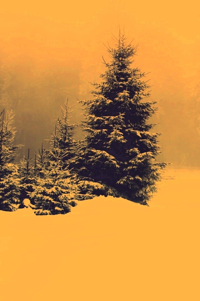 Ёлки в сугробах обои