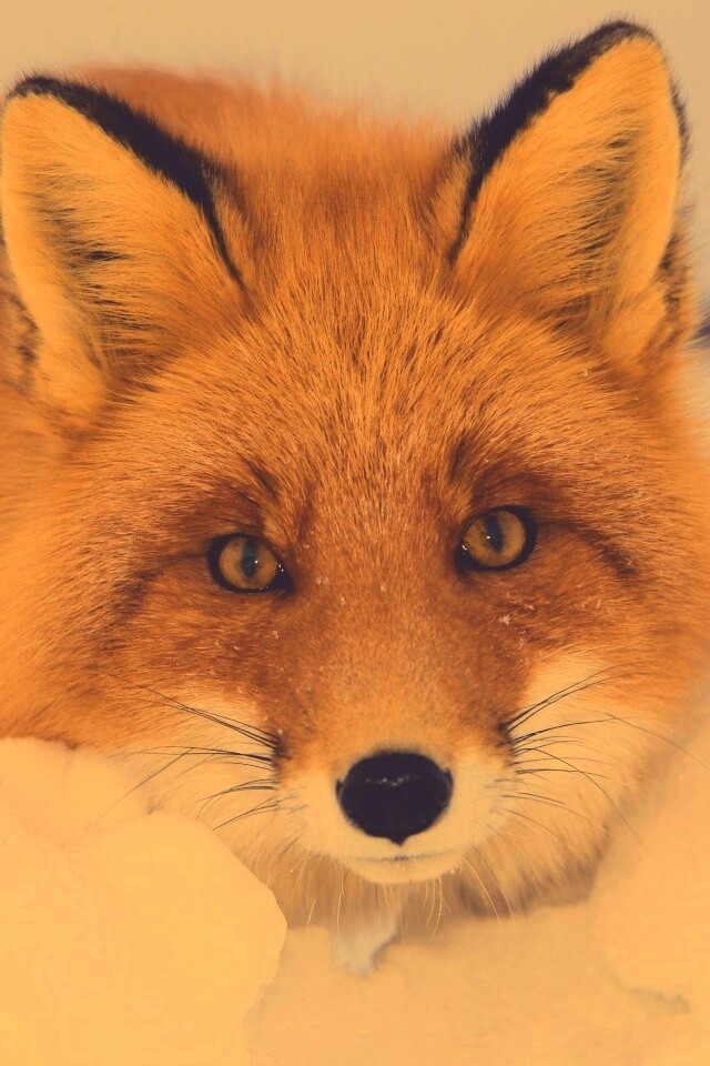 Рыжая лиса в снегу обои