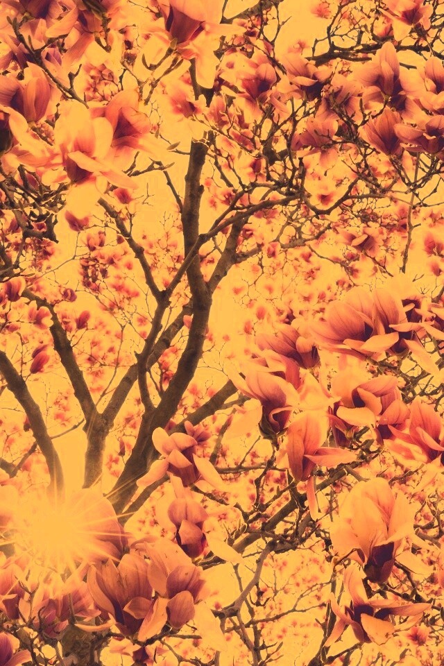 Магнолия обои