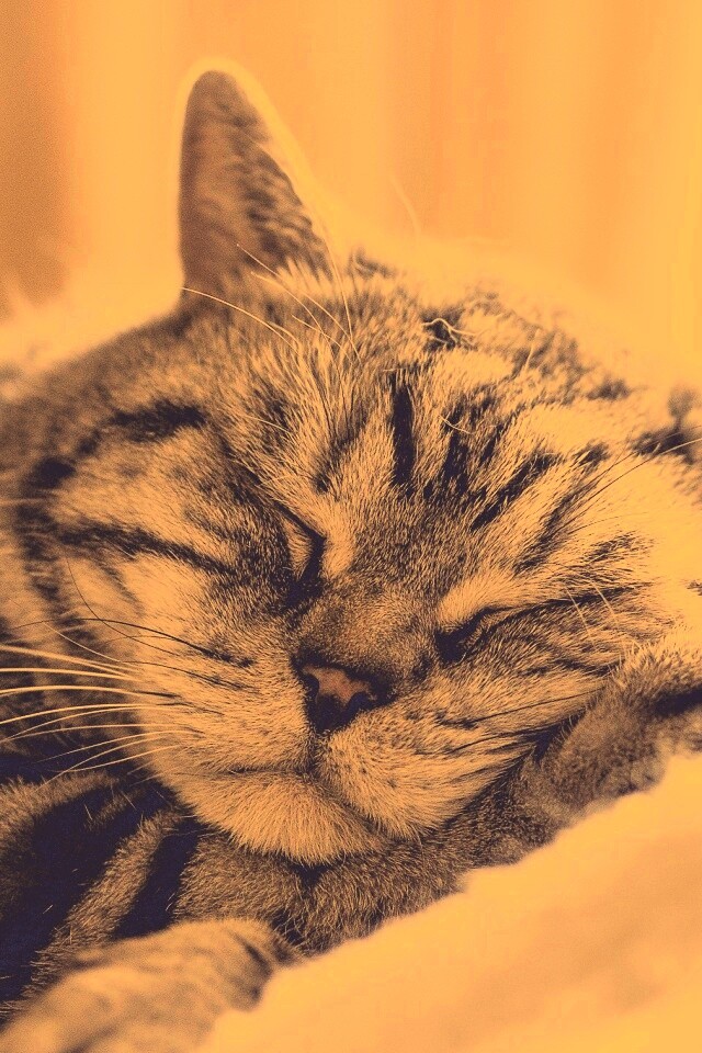 Спящий кошак обои