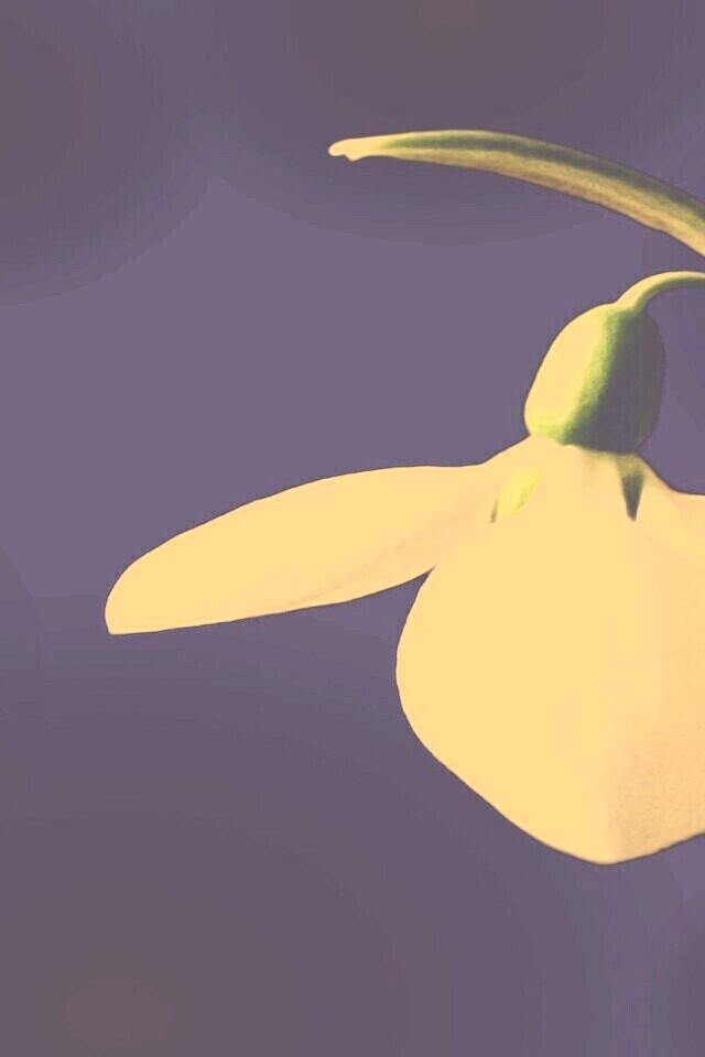 Белый цветок обои