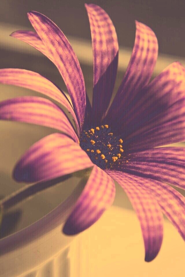 Сиреневый цветок в стакане обои