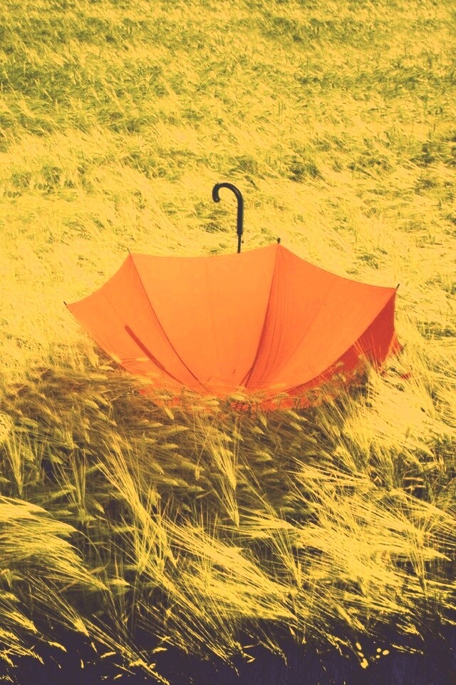Зонт на траве обои