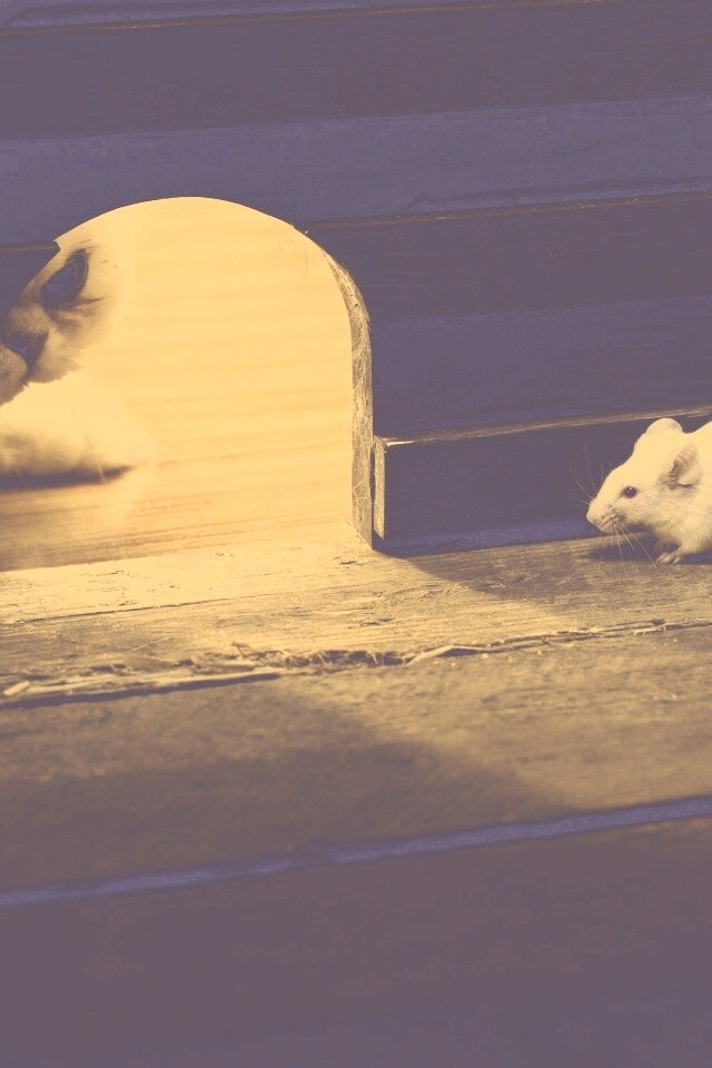 Кошки - мышки обои