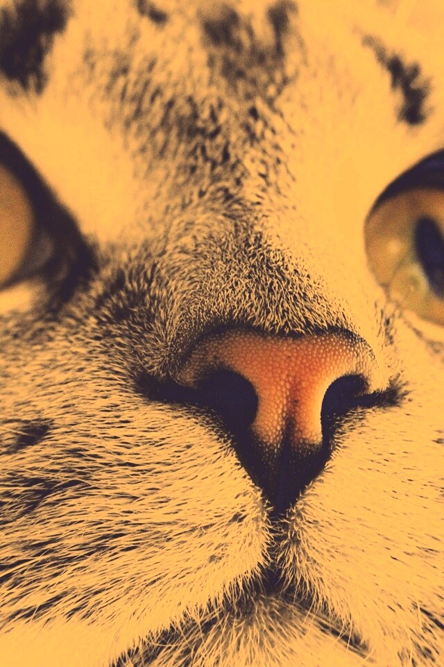 Кошачья мордочка обои