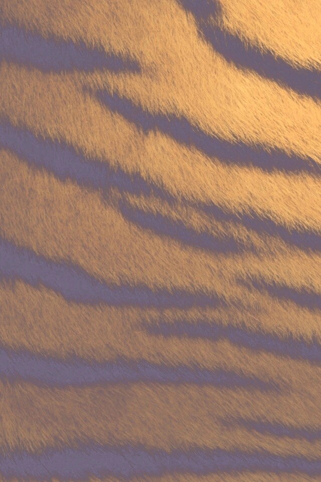 Шкура тигра обои