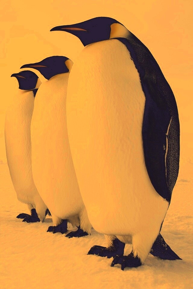 Слет пингвинов обои