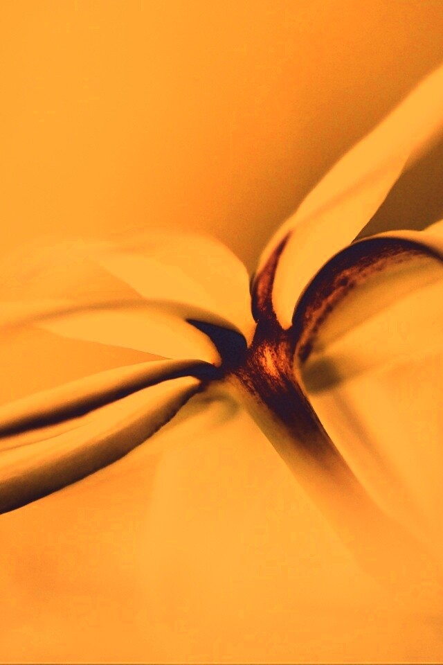 Цветок обои