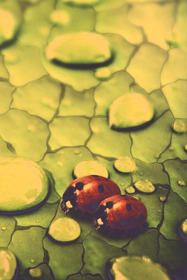 Божьи коровки обои