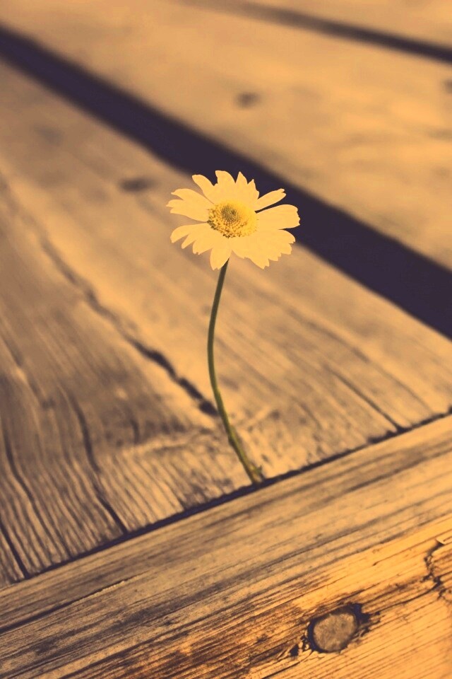 Жизнь среди смерти обои